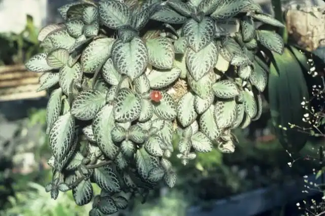 Эписция ярко-красная