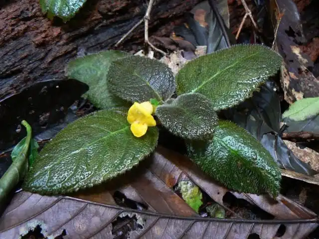 Эписция (Episcia xantha)