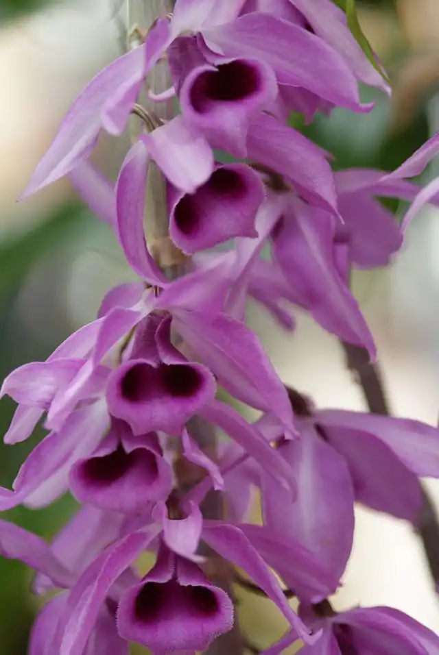 Дендробиум непахучий (Dendrobium anosmum)