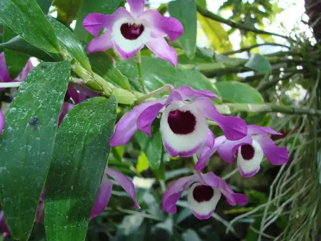 Дендробиум благородный (Dendrobium nobile)