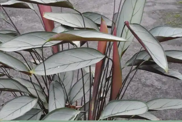 Ктенанта опушенная, 'Greystar'