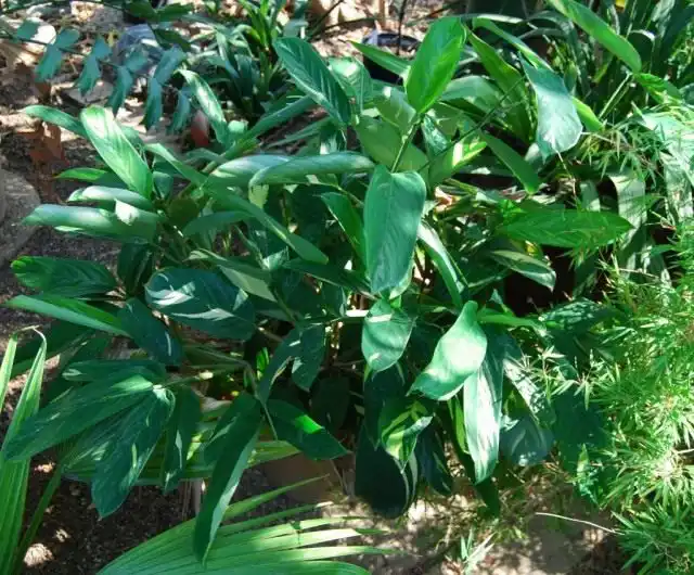 Ктенанта сжатая