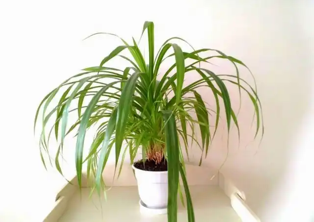 Панданус (Pandanus)