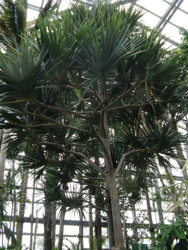 Панданус полезный (Pandanus utilis)