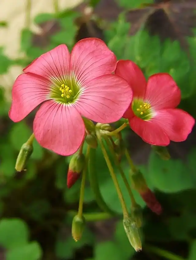 Кислица, или оксалис (лат. Oxalis)