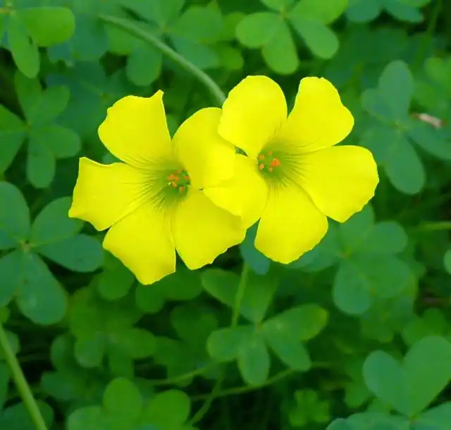 Кислица, или оксалис (лат. Oxalis)