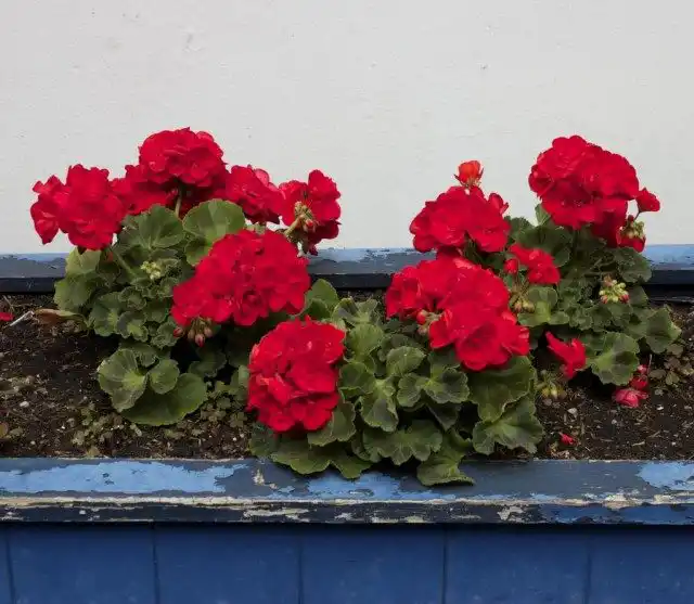 Пеларгонии