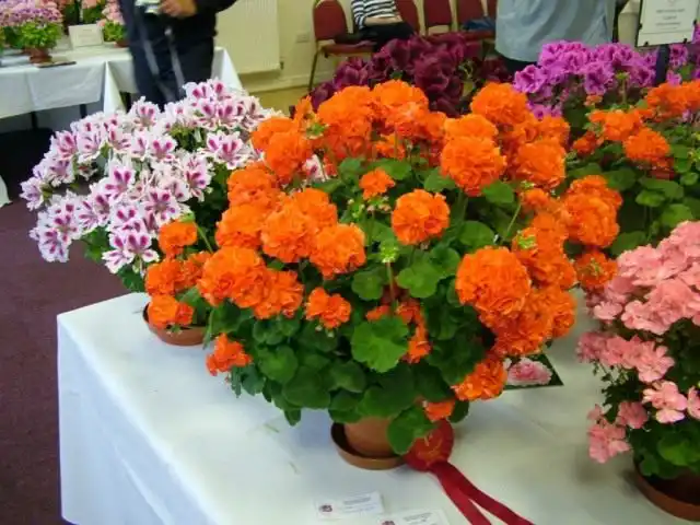 Пеларгония, сорт 'Clatterbridge'