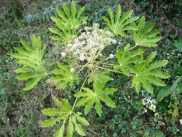 Фатсия (лат. Fatsia)