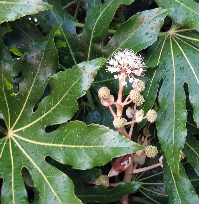 Фатсия (лат. Fatsia)