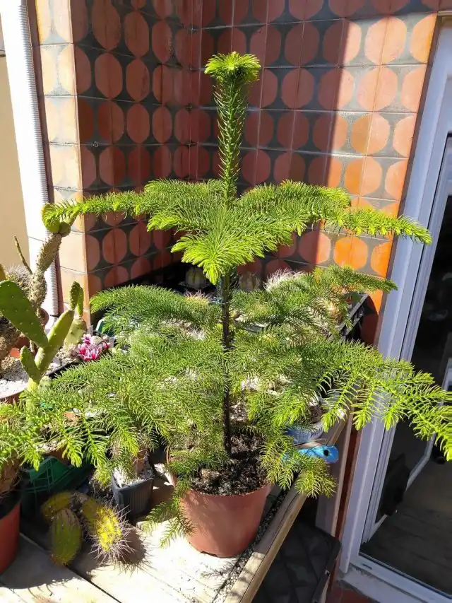 Араукария разнолистная, или комнатная ель (Araucaria heterophylla)