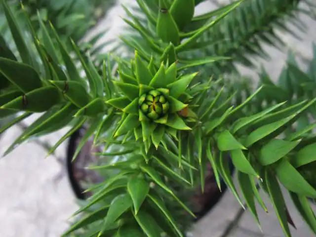 Араукария чилийская (Araucaria araucana)