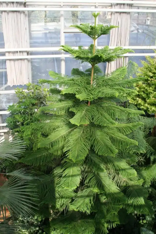 Араукария колонновидная, или араукария Кука (Araucaria columnaris)