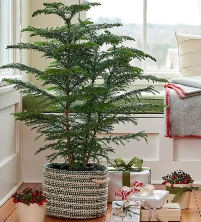 Араукария в интерьере