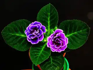 Глоксиния прекрасная (Gloxinia speciosa)