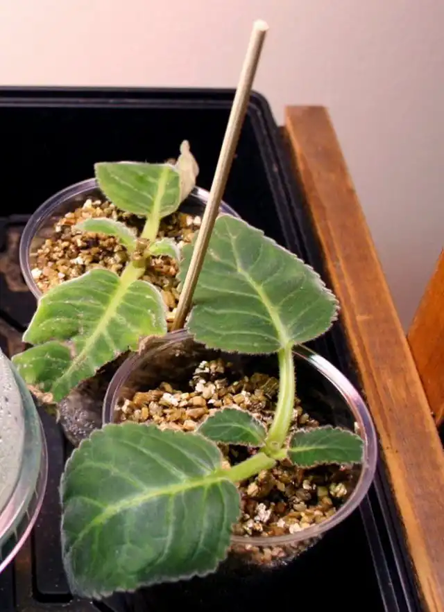 Глоксинию размножают семенами и листовыми черенками