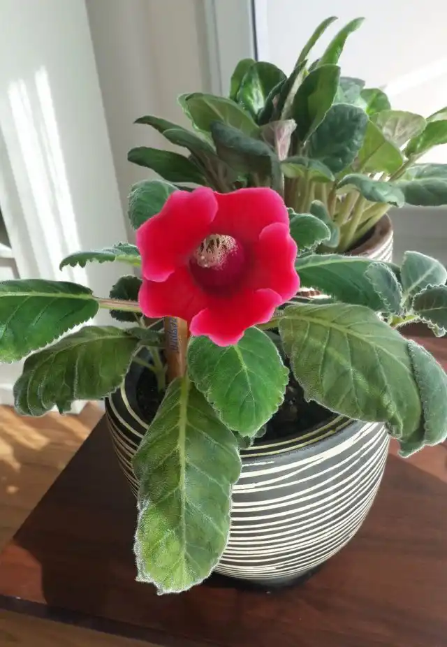 Глоксиния (Gloxinia)