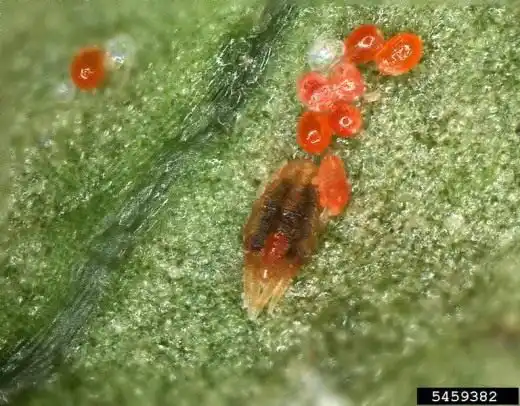 Красный плоский клещ