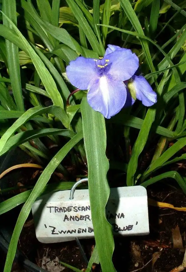 Традесканция Андерсона 'Zwanenburg Blue'