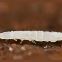 Коллембола род Paratullbergia callipygos подсемейства Онихиуриды (Onychiuridae)