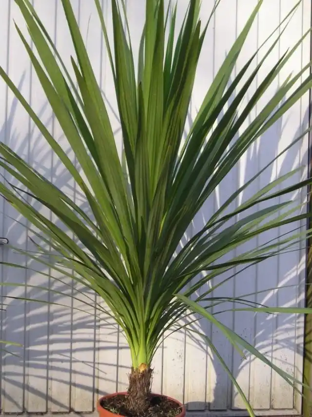 Кордилина неразделенная (Cordyline indivisa)