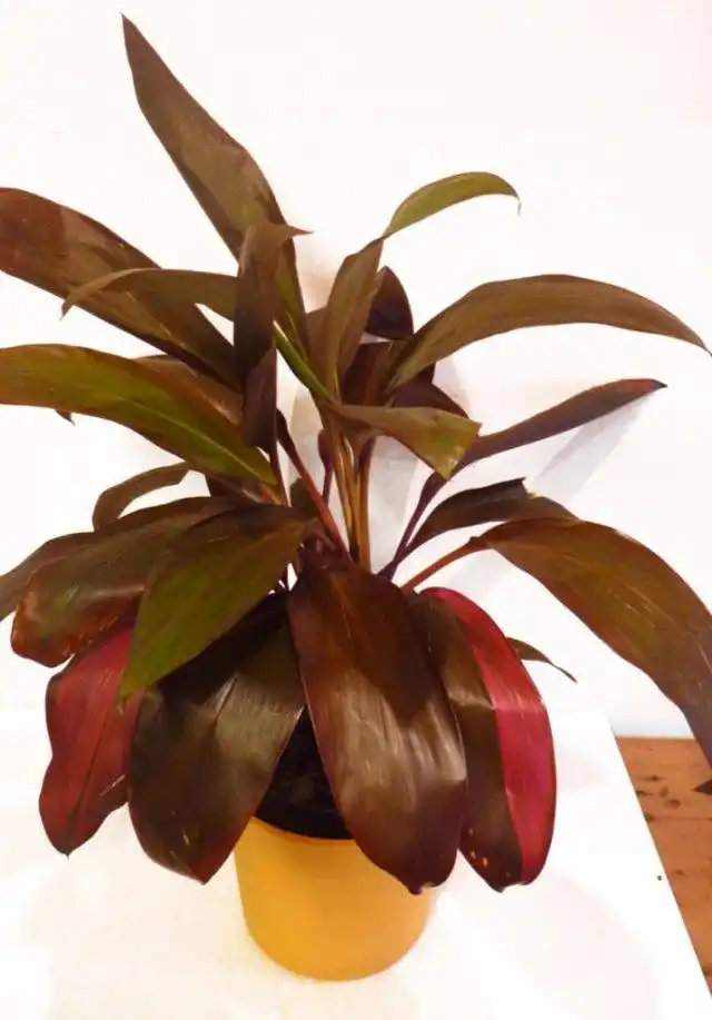 Кордилина красная (Cordyline rubra)