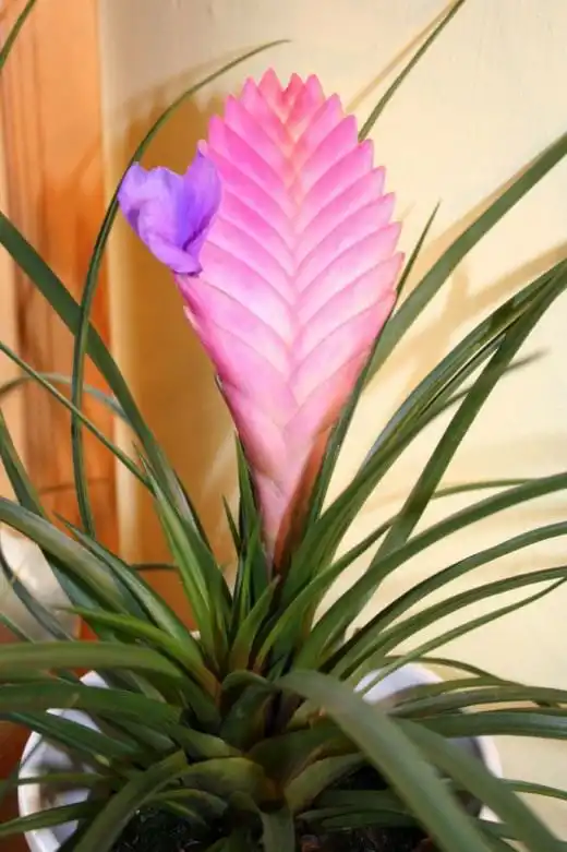 Тилландсия синяя (Tillandsia cyanea)