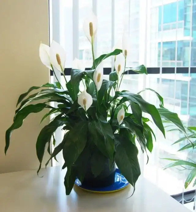 Спатифиллюм Уоллиса (Spathiphyllum wallisii)