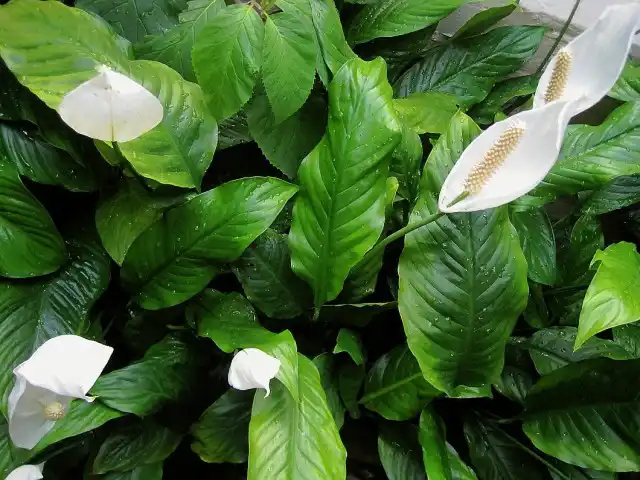 Спатифиллум обильноцветущий (Spathiphyllum floribundum)