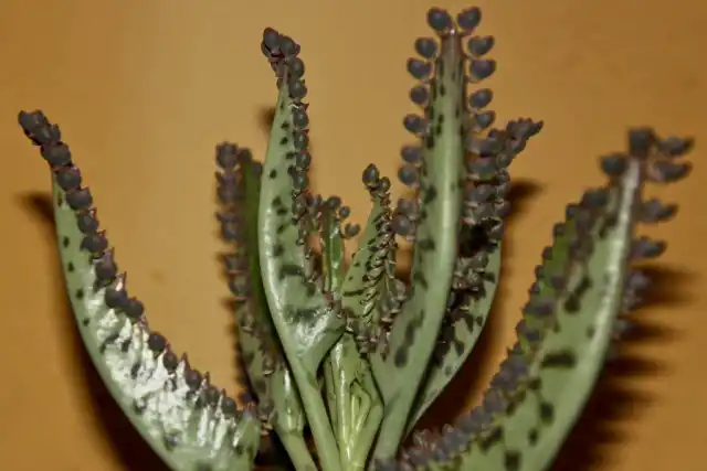 Каланхоэ Daigremontiana