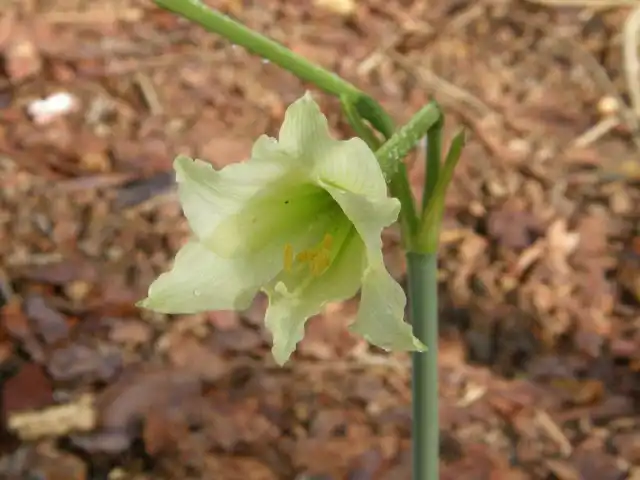 Гиппеаструм изящный (Hippeastrum elegans / solandriflorum)