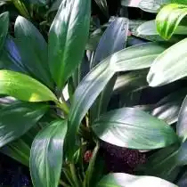 Аглаонема блестящая (Aglaonema nitidum)