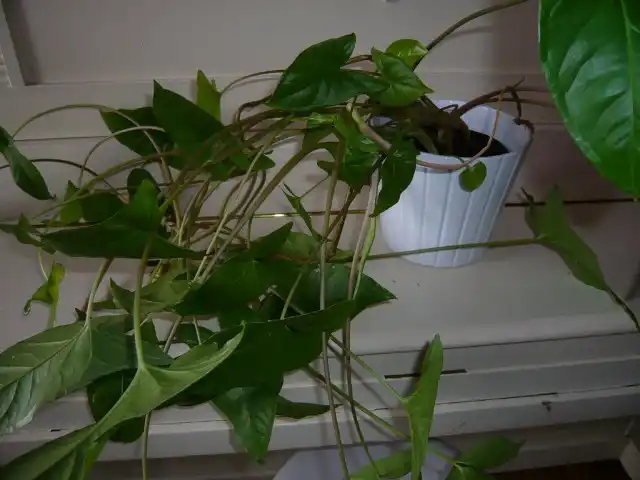 Из-за недостатка света пестролистые формы сингониума теряют окраску и становятся почти зеленого цвета