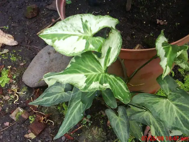 Пересаживают сингониум каждые два года весной