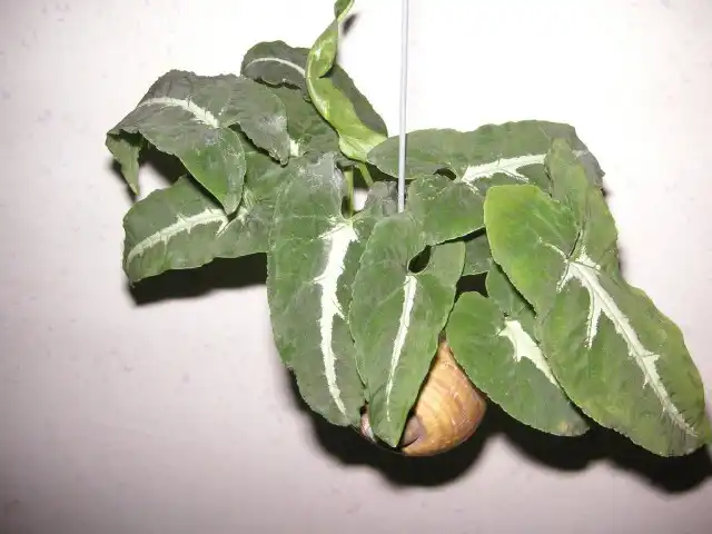 Сингониум имеет уникальное действие на атмосферу в доме