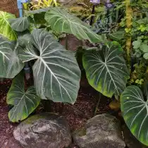 Ph. melanochrysum (Ph. andreanum) - Филодендрон золотисто-черный