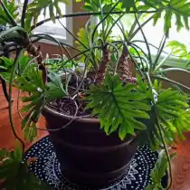 Ph. bippinatifidum - Филодендрон двоякоперистый