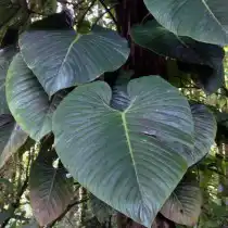 Ph. ornatum (Ph. imperiale, Ph. sodirai) - Филодендрон украшенный