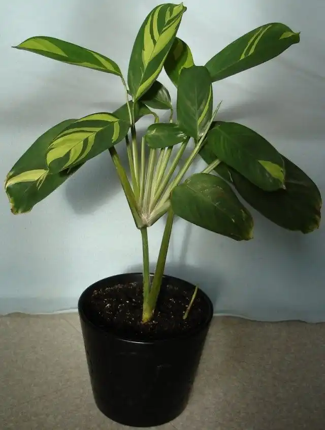 Маранта тростниковидная, также арроурут настоящий, или вест-индский (Maranta arundinacea)