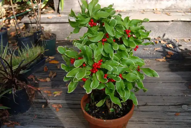 Ардизия курчавая (Ardisia crispa)