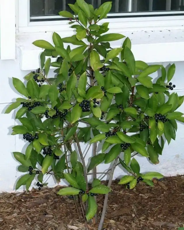 Ардизия низкая (Ardisia humilis)