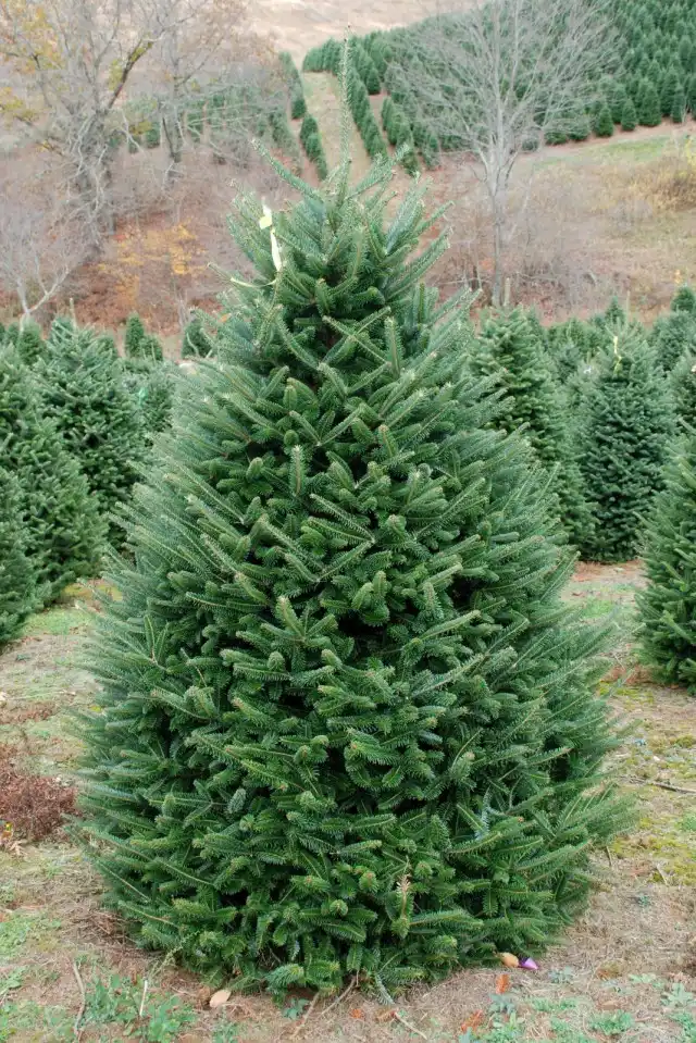 Пихта Фразера (Abies fraseri)