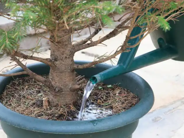 Уход за новогодней ёлкой в горшке