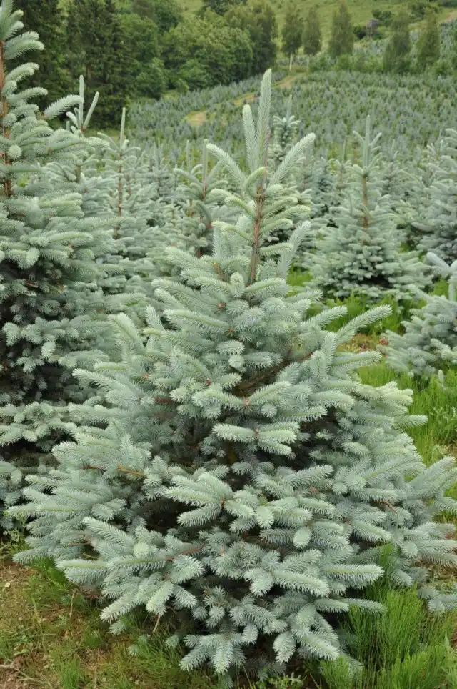Ель голубая, или Ель колючая (Picea pungens)