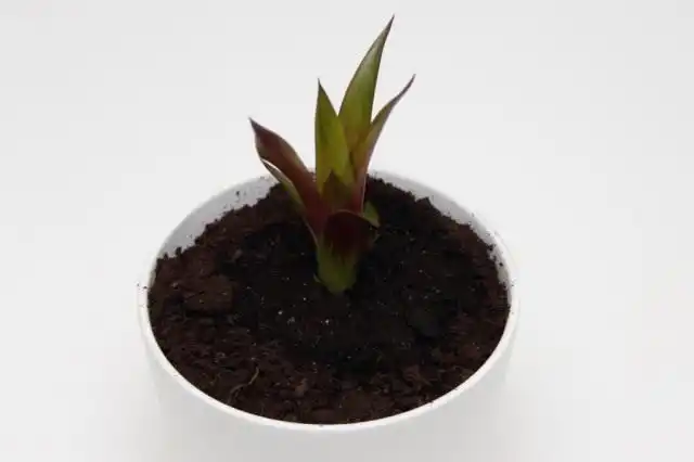 Укоренившийся отросток Гусмании