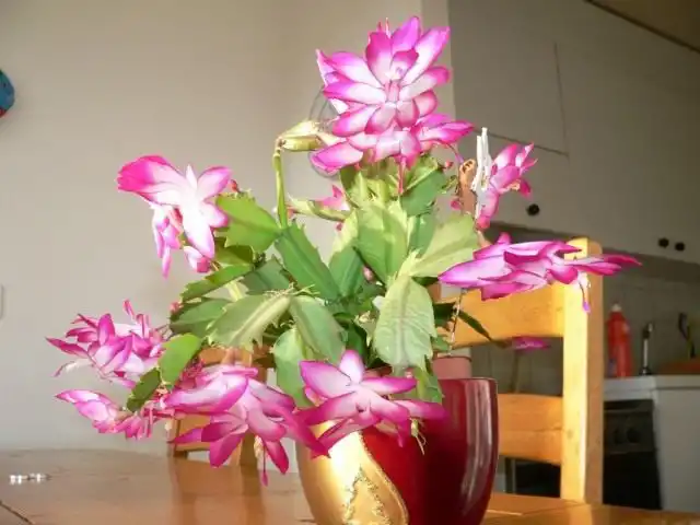 Шлюмбергера (Декабрист)