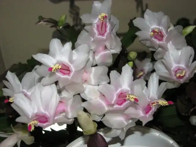 Шлюмбергера (Декабрист)