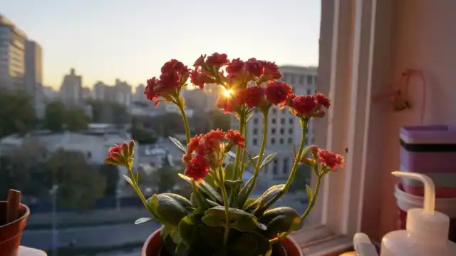 Каланхое, або — Лікаря