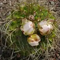 Гимнокалициум многоцветковый