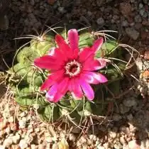 Гимнокалициум винно-красный